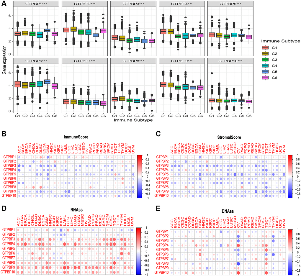 Significance of the GTPBP family in the tumor microenvironment. (A) The expressions of GTPBP1-10 were different in different immune subtypes (P B) The correlation between GTPB1-10 and immune score: Red represents positive correlation, blue represents negative correlation. (C) The correlation between GTPB1-10 and stromal score: Red represents positive correlation, blue represents negative correlation. (D) The correlation between GTPB1-10 and mRNAs induced tumor stem cell properties (RNAss). (E) The correlation between GTPB1-10 and DNA methylation induced tumor stem cell properties (DNAss).