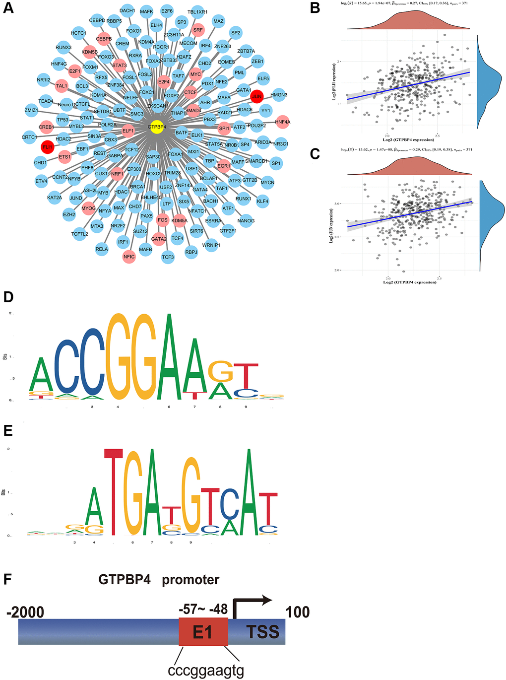 Transcription factors analysis of GTPBP4. (A) Potential transcription factors of GTPBP4 were predicted by multiple sites including CHEA, Encode, Jaspar, MotifMap, Transfac, and Trurust, and potential transcription factors whose total predicted positive results of the sites were recorded: Three sites measured transcription factors in red, two sites in pink, and one site in blue. (B) Correlation analysis of GTPBP4 and FLI-1. (C) Correlation analysis of GTPBP4 and JUN. (D) Sequence motif construction of transcription factor FLI-1. (E) Sequence motif construction of transcription factor JUN. (F) Promoter site prediction of GTPBP4.