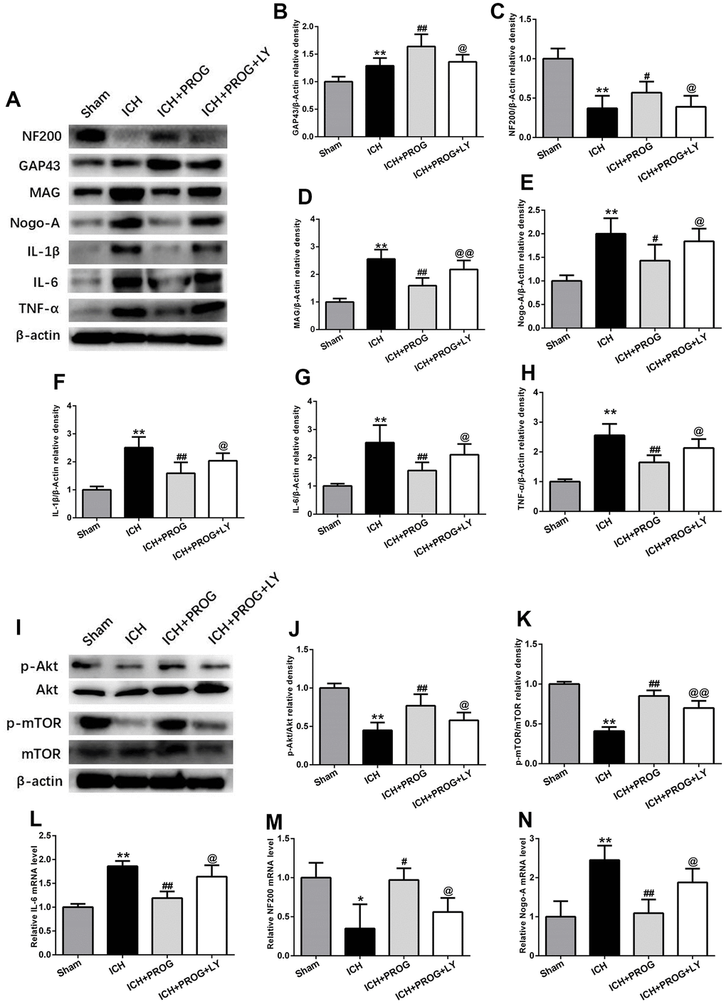 The mechanism of the effects of progesterone on anti-inflammation and promoting axonal regeneration. (A) Representative Western bands showing the protein expression of NF200, GAP43, Nogo-A, MAG IL-1β, IL-6 and TNF-α in perihematomal region.(B–H) Quantitative analysis of Western blots shows that the expression of NF200, GAP43, Nogo-A, MAG IL-1β, IL-6 and TNF-α changes in each group. (I) Representative Western bands showing the protein expression of p-Akt, total-Akt, p-mTOR and total-mTOR in perihematomal region. n = 6 animals per group. (J, K) Quantitative analysis of Western blots shows that the expression of p-Akt/total-Akt, p-mTOR/total-mTOR changes in each group. (L–N) mRNA expression levels of inflammatory and axon-related markers. n = 3 animals per group. Data are expressed as the mean ± SEM; *P #P ##P 