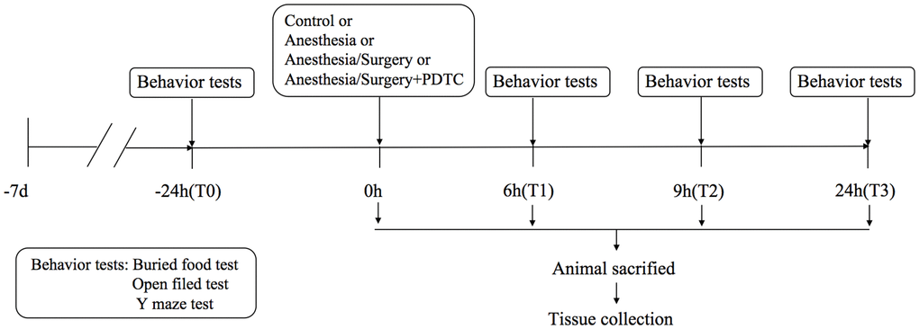 Study flow diagram for animal experiment.