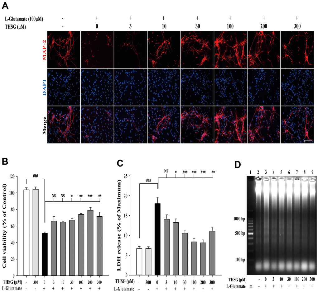 THSG ameliorates glutamate-induced neuronal morphological change and excitotoxicity in primary cortical neurons. (A) Immunofluorescence images of treatment with or without various concentrations of THSG for 2 h followed with 100 μM L-glutamate for another 24 h; Staining performed with the primary antibody anti-MAP-2 (specific marker of neuronal dendrites, red) and a nuclear-specific dye DAPI (blue). Cells treated with L-glutamate for 24 h causes dendritic shrinkage; application of THSG 2 h prior to the treatment with glutamate improves the glutamate-induced neuron shrinkage. Merged images show the labeling co-localization. Scale bar = 100 μm. Cells were pre-treated for 2 h with THSG prior to treatment with L-glutamate for another 24 h; cell viability of primary cortical culture neurons was evaluated by MTT assay (B) and by lactate dehydrogenase (LDH) assay (C) (n = 4). Statistical analysis was carried out using ANOVA for repeated measures, followed by Tukey’s test of least significant difference. NS = no significant difference; *, P > 0.05; **, P D) Gel electrophoresis showing the effects of THSG at a range of concentrations (3–300 μM) on L-glutamate-induced DNA fragmentation in primary cortical culture neurons.