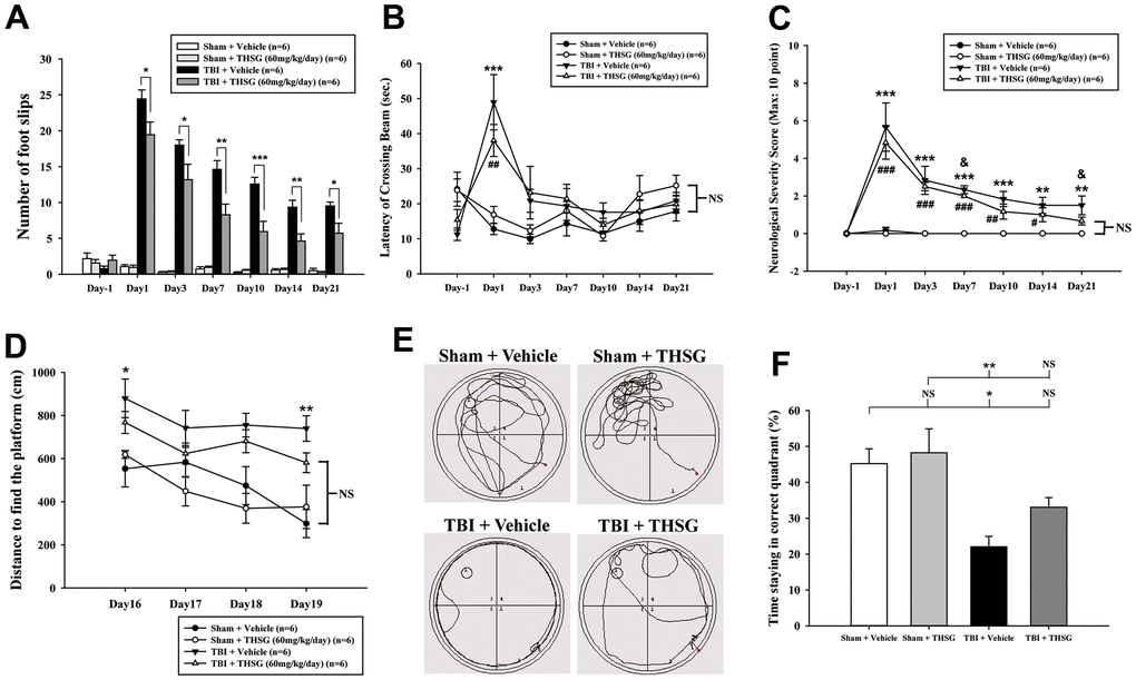 Administration of THSG improves neurological outcomes and cognitive functions following post-TBI. (A) Evaluation of motor coordination by beam-walking test in THSG treatments after TBI. Data represented as the mean ± SEM (n = 6 per group). *, P B) Latency of beam crossing in beam-walking task. Data represented as the mean ± SEM (n = 6 per group). NS = no significantly difference between groups; ***, P C) Neurological function measured by mNSS. Data represented as the mean ± SEM (n = 6 each group). NS = no significantly difference between TBI + THSG and Sham + Vehicle group; **, P D) Cognitive performance measured by the Morris water maze test. Data represented as the mean ± SEM (n = 6 per group). NS = no significantly difference between TBI + THSG and Sham + Vehicle group; *, P E) Representative images showed the swimming path of the maze task without platform at day 19 following THSG treatments. The circle in the specific quadrant outlines the original position of the hidden platform. Once in the probe trial, mice were released at the opposite site (red spot) for 60 seconds. (F) Spatial memory evaluated by probe test of Morris water maze. Data represented as the mean ± SEM (n = 6 per group). NS = no significantly difference, *, P 