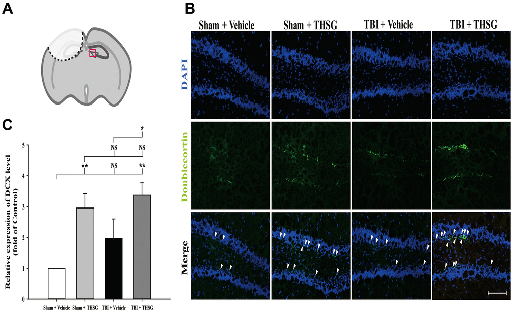 Administration of THSG increases the number of hippocampal immature neurons in the subgranular zone of dentate gyrus post TBI. (A) Illustrations of the region of interest with red square in the brain section sample. (B) Representative immunofluorescence staining by anti-doublecortin (DCX, a marker for immature neurons, green) and counterstained with DAPI (blue), 21 days after THSG treatments in the subgranular zone of dentate gyrus. Labeling co-localization is shown with white arrows in the merged images. Scale bar = 100 μm. Mice were divided into three groups: Sham + Vehicle, Sham + THSG, TBI + vehicle, and TBI + THSG groups. (C) Quantitative results of the expression of DCX shown as the fold of the Sham + Vehicle group. Data represented as the mean ± SEM (n=6 for each group). NS = no significantly difference; *, P 