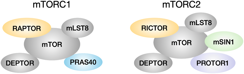 mTORC1 and mTORC2 composition. mTORC1 has core components mTOR, mLST8 and RAPTOR, and is associated with inhibitory regulators DEPTOR and PRAS40. mTORC2 has core components mTOR, mLST8, RICTOR and mSIN1, and is associated with inhibitory regulator DEPTOR and positive regulator PROTOR1.