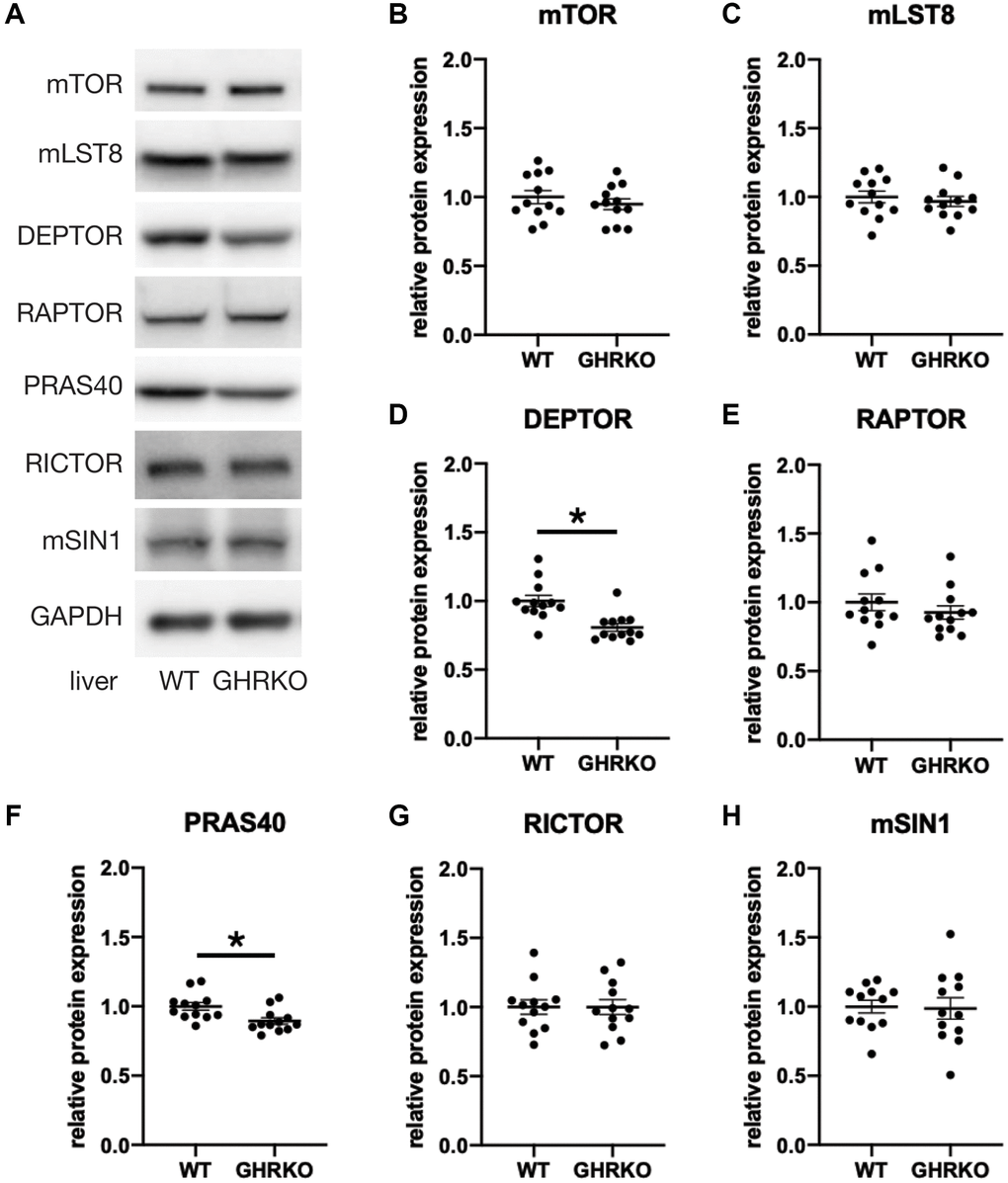 Reduced DEPTOR and PRAS40 protein expression in GHRKO liver. (A) Representative immunoblots of protein expression for mTORC1 and mTORC2 components. (B–H) Quantification of protein expression, for N = 6 male and N = 6 female mice, with mean and SEM. *t-test p-value 