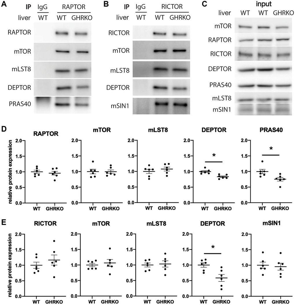 Decreased DEPTOR and PRAS40 in immunoprecipitated mTOR complexes. (A) Representative immunoblots of the mTORC1 components from samples immunoprecipitated with anti-RAPTOR antibody. (B) Representative immunoblots of the mTORC2 components immunoprecipitated with anti-RICTOR antibody. (C) Representative immunoblots of the input samples. (D) Quantification of the protein levels in RAPTOR-IP samples, as in (A). (E) Quantification of the protein levels in RICTOR-IP samples, as in (B), for N = 6 male mice, with mean and SEM. *t-test p 