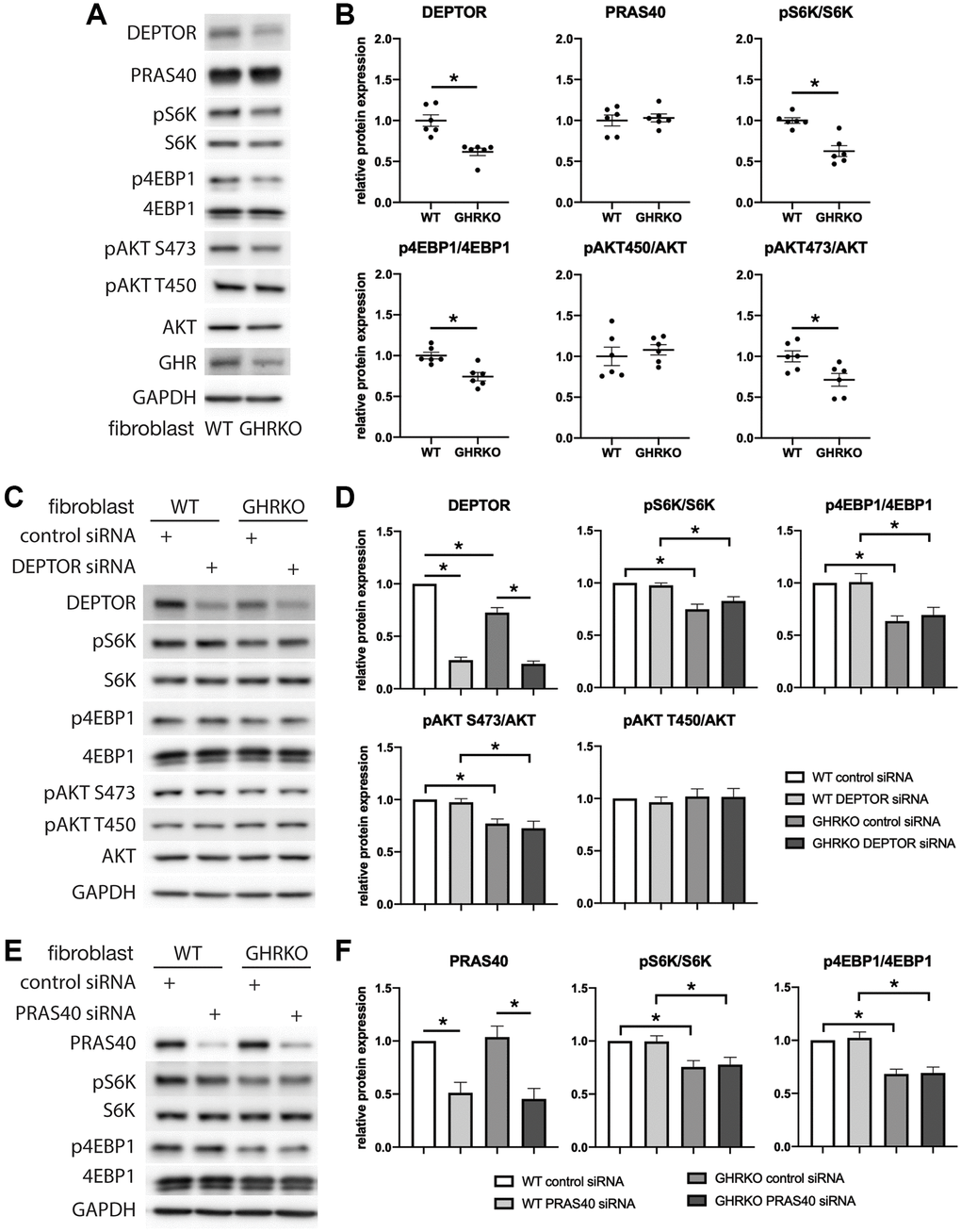 mTORC1 or mTORC2 substrates are not regulated by DEPTOR or PRAS40 knockdown in GHRKO cells. (A) Representative immunoblots of the protein expression in GHRKO cells. (B) Quantification of the protein levels in a series of experiment as in (A). (C, D) Protein expression of mTORC1 and mTORC2 substrates in DEPTOR knockdown cells. (E, F) Protein expression of mTORC1 substrates in PRAS40 knockdown cells. N = 6. (*) for t-test p 