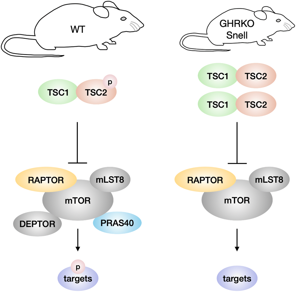 Model of TSC and mTORC1 signaling in GHRKO/Snell dwarf mice. In comparison with wildtype mice, GHRKO and Snell dwarf mice have higher TSC activity, shown by increased TSC1 and TSC2 protein levels, and lower TSC2 phosphorylation. Elevated TSC signaling might inhibit the mTORC1 activity of phosphorylating downstream targets. GHRKO and Snell dwarf liver have lower DEPTOR and PRAS40 levels but these changes are not responsible for the lower mTORC1 activity observed in these mice.