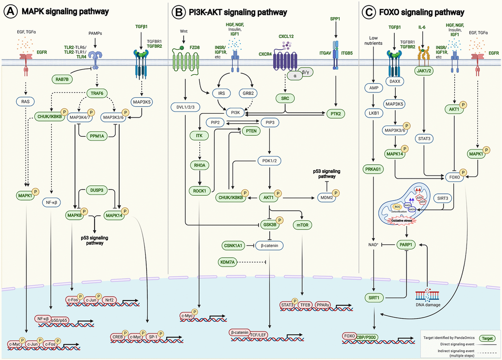 AI-derived targets crosstalk to aging-associated signaling pathways. Pathway enrichment analysis was performed on our 145 AI-derived targets based on KEGG PATHWAY Database. (A) MAPK signaling pathway (hsa04010), (B) PI3K-AKT signaling pathway (hsa04151) and (C) FOXO signaling pathway (hsa04068) were among the top 10 enriched pathways that were known to be associated with aging. Forty-six AI-derived targets were involved. Target-target interactions were identified in the contexts of pathways and networks retrieved from KEGG PATHWAY Database and literature (Supplementary Table 8). Abbreviation: PAMPs: Pathogen-associated molecular patterns.