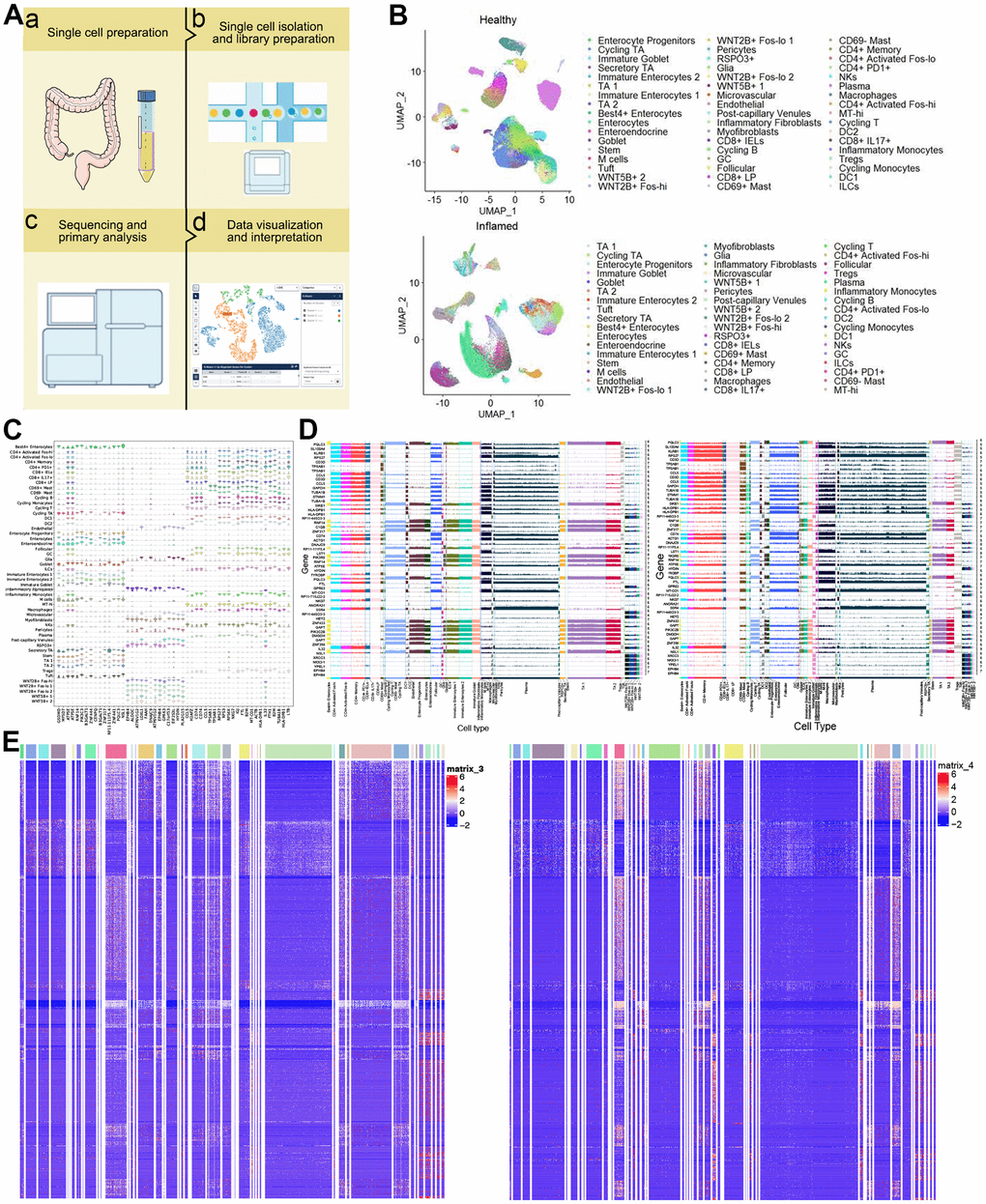 Single-cell transcriptomic profiles from colon biopsies from UC patients and healthy individuals. (A) Study design. (B) 2d visualization of 51 clusters of cells in healthy controls (up) and UC patients (down) on the UMAP plot. (C) Violin plots of specific marker genes in all types in healthy individuals. (D) Ridge plot. Expression of marker genes common to healthy individuals (left) and UC patients (right). (E) The heat map showing expression of UC-specific marker genes in healthy individuals (left) and UC patients (right). UMAP: uniform manifold approximation and projection for dimension reduction. UC: ulcerative colitis.