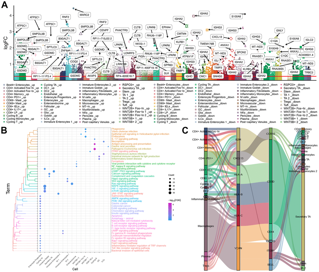 Immune cell landscape in UC. (A) Manhattan plot. The DEGs in 51 cell types between UC patients and healthy individuals. (B) Enrichment of DEGs in functional pathways of the Kyoto Encyclopedia of Genes and Genomes. (C) Sankey plot, showing communication among immune cells of different types via ligand-receptor pairs. DEGs: Differentially expressed genes. UC: ulcerative colitis.