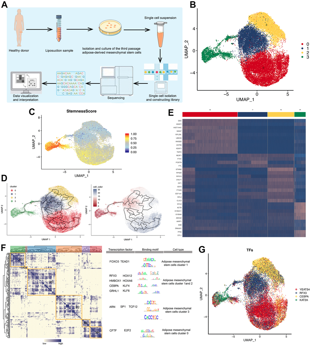 Single-cell atlas of ADMSCs. (A) Flow chart of sampling, sequencing and analysis of ADMSCs in this study. (B) 2D visualization of four clusters of 24,258 ADMSCs on the UMAP plot. (C) 2D visualization of stemness score of four cluster of ADMSCs on the UMAP plot. (D) Pseudotime developmental trajectory of ADMSCs shown in the UMAP plot. (E) Heat map, showing the expression of specific marker genes in each cluster of ADMSCs. (F) Regulon modules identified based on the regulon CSI matrix. The right panel shows representative transcription factors, their binding motifs, and associated cell types. (G) UMAP plot, showing the expression of transcription factors in each ADMSC cluster. ADMSCs: adipose-derived mesenchymal stem cells. UMAP: uniform manifold approximation and projection for dimension reduction. CSI: connection specificity index.