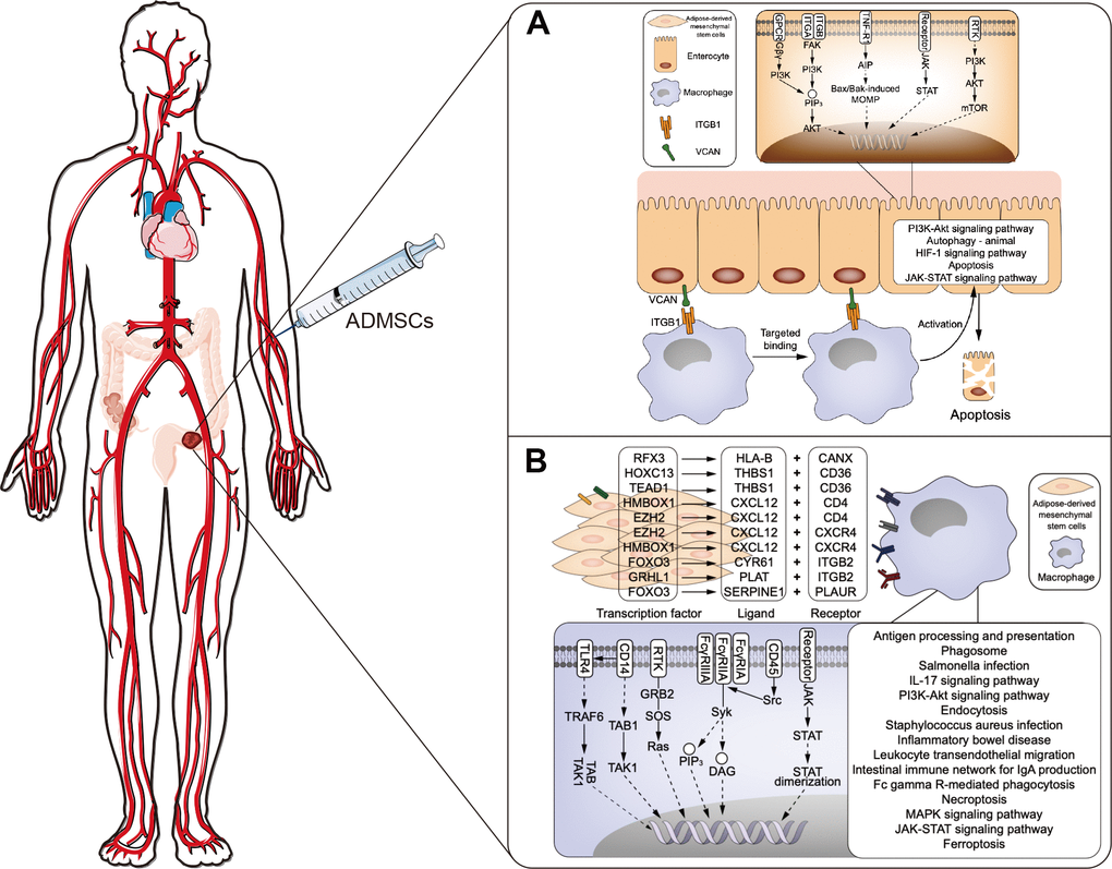 Proposed mechanism about ADMSCs may alleviate UC. (A) The proposed mechanism that macrophages may contribute to UC by communicating with enterocytes via ligand-receptor interactions. (B) Proposed mechanism of how ADMSCs may alleviate UC by communicating with macrophages and blocking inflammation. ADMSCs: adipose-derived mesenchymal stem cells. UC: ulcerative colitis.