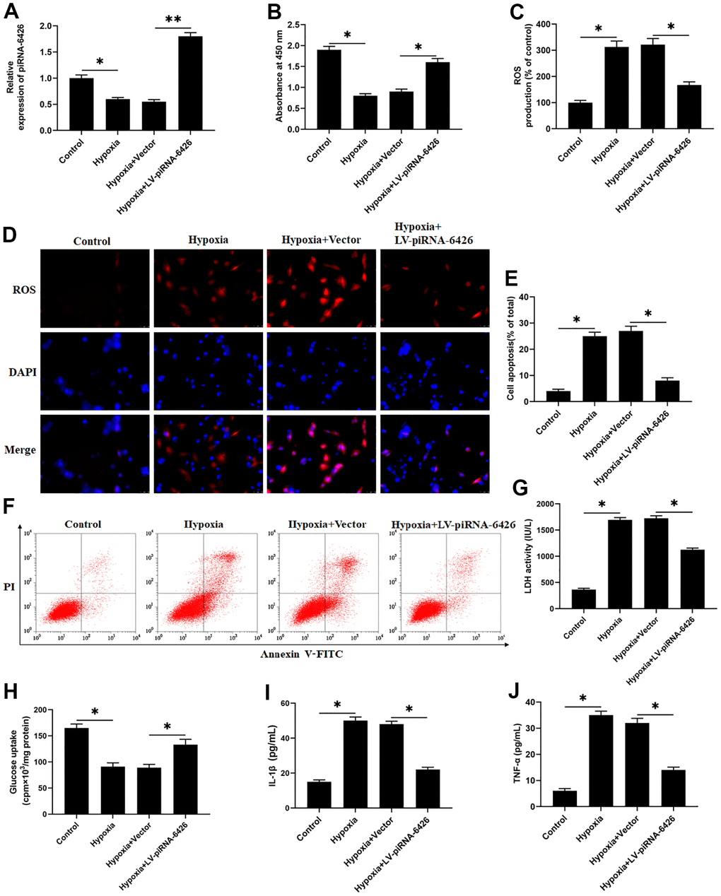 Overexpression of piRNA-6426 alleviates hypoxia-induced dysfunction of rat cardiomyocytes. The isolated and cultured rat cardiomyocytes were induced in a hypoxic incubator for 24 hours to establish a HF cell model after 24 h of per-incubated with 25 nM piRNA-6426 overexpression vector. (A) The expression of piRNA-6426 in each group were detected by using RT-qPCR. (B) MTT assay was used to identify cell viability. (C, D) The production of reactive oxygen species (ROS) was analyzed with DCFH-DA. (E, F) Flow cytometry was used to detect cell apoptosis. (G) The lactate dehydrogenase (LDH) activity was detected. (H) D-(2-3H)-glucose uptake assay was used to perform glucose uptake on fully fused rat cardiomyocytes. (I, J) ELISA kits were used to detect the secretion of inflammatory cytokines IL-1β and TNF-α. Values were expressed as mean ± SEM. *PP