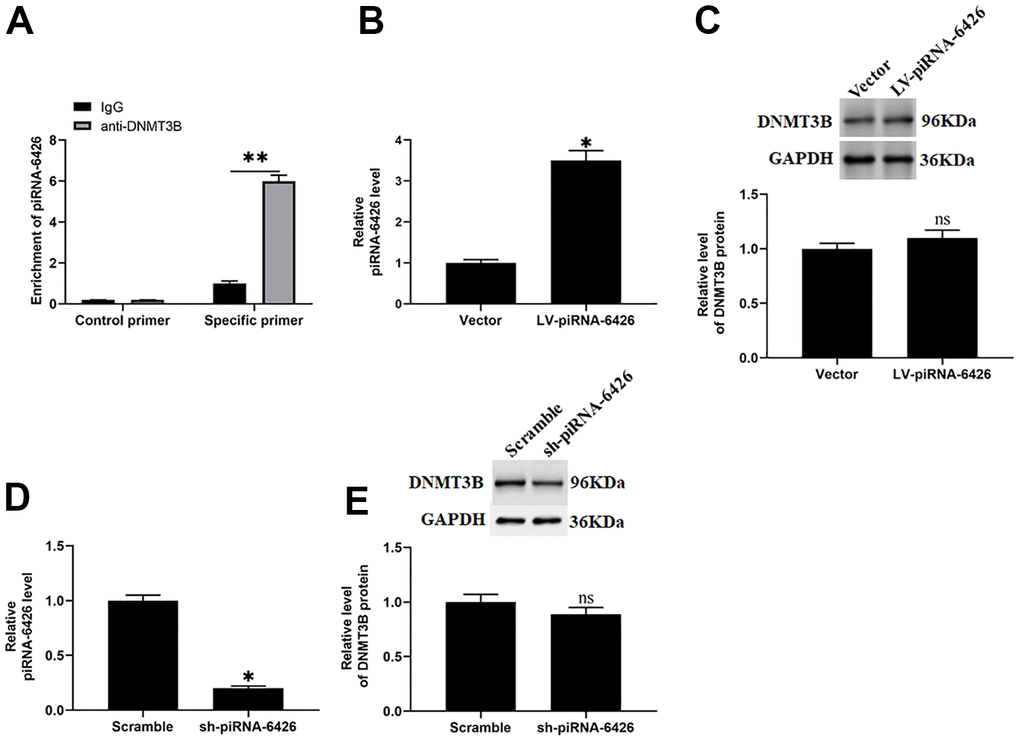 piRNA-6426 interacts with DNMT3B. (A) Immunoprecipitation method of piRNA-6426 binding to DNMT3B in rat cardiomyocytes. The cells were incubated with LV-piRNA-6426 or sh-piRNA-6426 for 48 h. (B) RT-qPCR assay was used to detect the expression of piRNA-6426 in cardiomyocytes incubated with LV-piRNA-6426 or empty vector. (C) Western blotting was used to detect the expression level of DNMT3B protein LV-piRNA-6426 in cardiomyocytes incubated with LV-piRNA-6426 or empty vector. (D) RT-qPCR assay was used to detect the expression of piRNA-6426 in cardiomyocytes incubated with sh-piRNA-6426 or scrambled shRNA. (E) Western blotting was used to detect the expression level of DNMT3B protein LV-piRNA-6426 in cardiomyocytes incubated with sh-piRNA-6426 or scrambled shRNA. Values were expressed as mean ± SEM. ns P>0.05, *PP