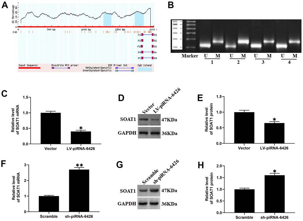 piRNA-6426 increases the methylation of SOAT1 CpG island. (A) The online prediction software MethPrimer was used to predict the location of the CpG island in the SOAT1 promoter region. (B) In a 50 μL system, the extracted DNA (2~5 μg) was denatured with NaOH (final concentration value 0.2 mol/L) at 37° C for 10 min, and 30 μL of just prepared 10 mmol/L hydroquinone and 520/1 40.5% sodium bisulfite were added and mixed, and then paraffin oil was added to isolate from the air, and incubated for 16 h in the dark. The modified DNA was passed through a Wizard DNA purification column (Chemicon) and eluted at room temperature, and then modified by using NaOH (The final concentration is 0.3 mol/L) for 5 min and precipitated by using ethanol, the DNA is dissolved in 20 μL of water, and specific primers were used for methylation-specific PCR (MSP) detection. (C) RT-qPCR assay was used to detect the expression of SOAT1 mRNA in cardiomyocytes incubated with LV-piRNA-6426 or empty vector. (D, E) Western blotting was used to detect the expression level of SOAT1 protein after piRNA-6426 overexpressed. (F) RT-qPCR assay was used to detect the expression of SOAT1 mRNA in cardiomyocytes incubated with sh-piRNA-6426 or scrambled shRNA. (G, H) Western blotting was used to detect the expression level of SOAT1 protein after piRNA-6426 interfered. Values were expressed as mean ± SEM. *P