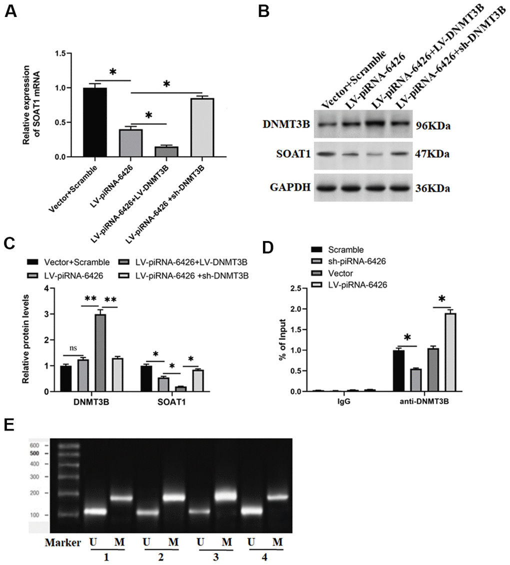 piRNA-6426 promotes SOAT1 promoter methylation by recruiting DNMT3B. The cells were transfected with LV-piRNA-6426 or together with LV-DNMT3B or sh-DNMT3B for 48 h. (A) RT-qPCR assay was used to detect the expression level of SOAT1 mRNA. (B, C) Western blotting was used to detect the expression levels of SOAT1 and DNMT3B proteins. (D) ChIP-qPCR was used to analyze the enrichment of DNMT3B in the SOAT1 promoter region after piRNA-6426 overexpression or interference, the normal rat IgG (IgG) was used as a negative control, data represent mean values relative to input (% Input). (E) MSP assay was used to detect the methylation level of SOAT1 promoter (the groups are consistent with panels B, C). Values were expressed as mean ± SEM. ns P>0.05, *PP