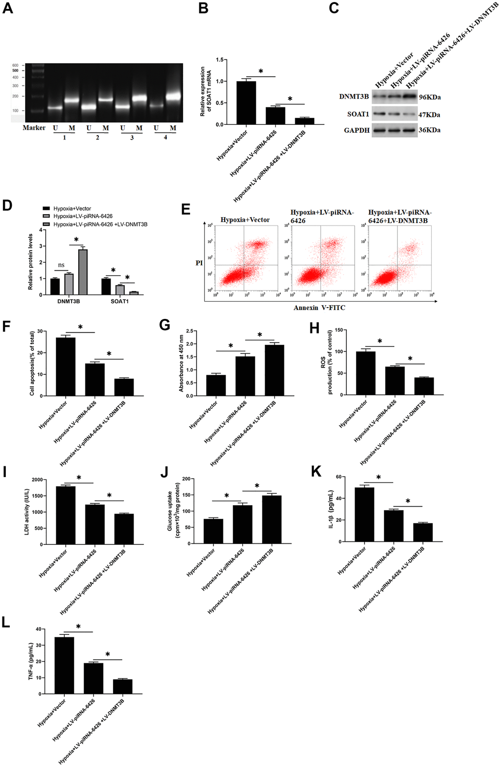 High methylation level of SOAT1 promoter alleviates hypoxia-induced dysfunction of rat cardiomyocytes. The cells were induced in a hypoxic incubator for 24 hours to establish a HF cell model after 48 h of per-incubation with LV-piRNA-6426 or together with LV-DNMT3B. (A) MSP assay was used to detect the methylation level of SOAT1 promoter. (B) RT-qPCR assay was used to detect the expression level of SOAT1 mRNA. (C, D) Western blotting was used to detect the expression levels of SOAT1 and DNMT3B proteins. (E, F) Flow cytometry was used to detect cell apoptosis. (G) MTT assay was used to identify cell viability. (H) The production of ROS was analyzed with DCFH-DA. (I) The LDH activity was detected with an ELISA kit. (J) D-(2-3H)-glucose uptake assay was used to perform glucose uptake on fully fused rat cardiomyocytes. (K, L) ELISA kits were used to detect the secretion of IL-1β and TNF-α. Values were expressed as mean ± SEM. ns P>0.05, *PP
