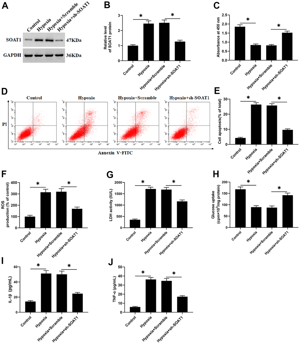 SOAT1 interference alleviates hypoxia-induced dysfunction of rat cardiomyocytes. Hypoxia-induced cardiomyocytes were transfected with sh-SOAT1 or negative control scrambled shRNA for 48 h. (A, B) Western blotting was used to detect the expression level of SOAT1 protein. (C) MTT assay was used to test cell viability. (D, E) Flow cytometry was used to detect cell apoptosis. (F) The production of ROS was analyzed with DCFH-DA. (G) The LDH activity was detect with a LDH ELISA kit. (H) D-(2-3H)-glucose uptake assay was used to perform glucose uptake on fully fused rat cardiomyocytes. (I, J) ELISA kits were used to detect the secretion of IL-1β and TNF-α. Values were expressed as mean ± SEM. *P