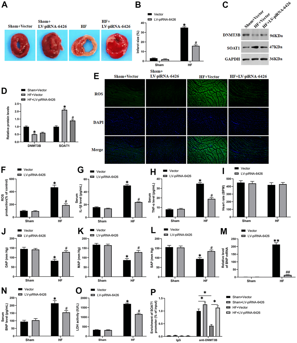 Overexpression of piRNA-6426 improves cardiomyocyte function in rats with heart failure. The coronary artery occlusion valve was used to establish a HF rat model. piRNA-6426 gene was cloned into the lentiviral vector. And 8×105 TU lentivirus were injected into the HF mice. The rats in each group were anesthetized after feeding for 4 weeks for the detection of various indicators. (A, B) TTC staining was used to detect the infarcted area of rat heart. (C, D) Western blotting was used to detect the expression levels of SOAT1 and DNMT3B proteins. (E, F) The production of ROS was analyzed with DCFH-DA. (G, H) ELISA kits were used to detect LDH activity in heart tissue homogenate and the secretion of serum IL-1β content. (I–L) The rats were anesthetized by intraperitoneal injection of ketamine (100 mg/kg) and xylazine (10 mg/kg), and then placed on XR900 non-invasive blood pressure monitor (Xinruan, Shanghai, China) to monitor and record the heart rate, diastolic arterial pressure (DAP), mean arterial pressure (MAP) and systolic arterial pressure (SAP). (M) RT-qPCR was used to detect the BNP mRNA level in mouse serum. (N, O) ELISA kits were used to detect the secretion of serum TNF-α and BNP levels. (P) The change of DNMT3B bind to the promoter of SOAT1 by chromatin immuno-precipitation (ChIP) method. Values were expressed as mean ± SEM. $ P>0.05, *P0.05, #P