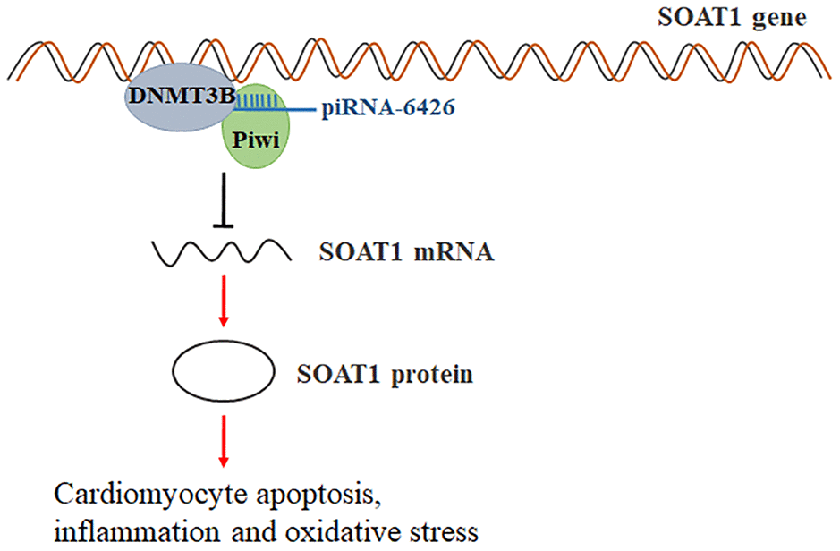 Schematic of regulation of heart failure by piRNA-6426-mediated methylation of the SOAT1. piRNA-6426 regulates the methylation level of SOAT1 by recruiting DNMT3B to the promoter of SOAT1, thereby inhibiting cardiomyocytes apoptosis, inflammation and oxidative stress.