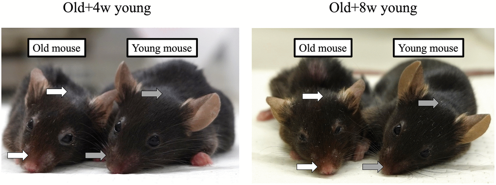 A 67-week-old mouse was joined to a 4- or 8-week-old mouse. Although the mice pairs were joined for 2 months, the fur around the nose and head of the older mice (white arrows) was sparser than that of the younger mice (grey arrows), and no apparent rejuvenation was achieved in either case after 2 months.