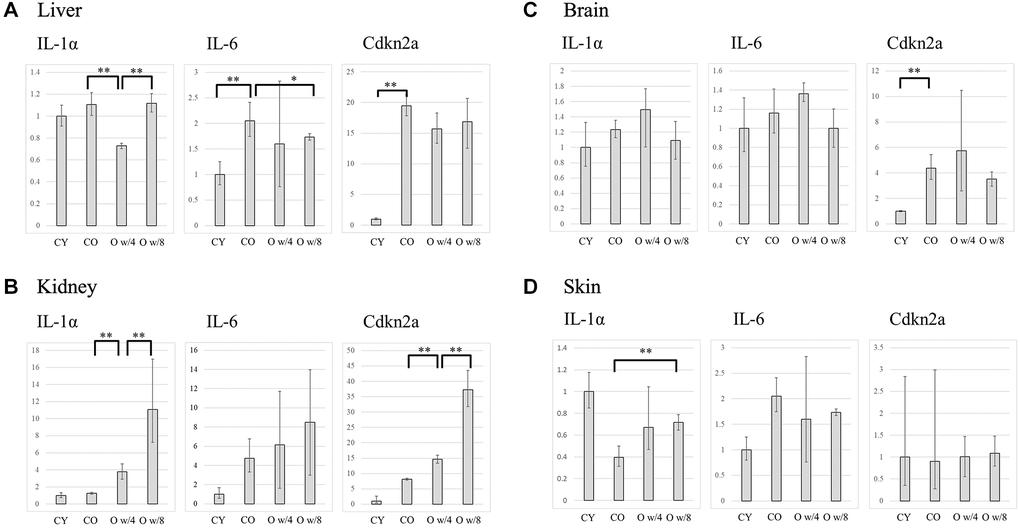 Expression levels of IL-1α, IL-6, and Cdkn2a in the liver (A), kidney (B), brain (C), and skin (D) of the control and parabiosis groups. Abbreviations: CY: control young; CO: control old; O w/4: 67-week-old mice joined with 4-week-old mice; O w/8: 67-week-old mice joined with 8-week-old mice. *P **P 
