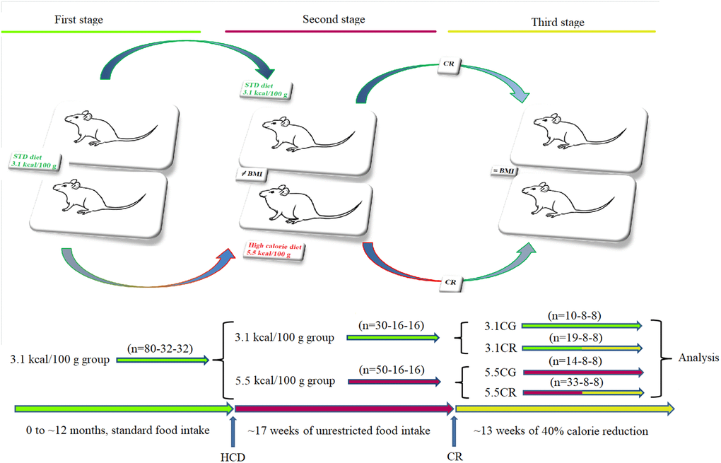 Generation of the experimental animals. Representative graphics for the characterization of the animal models. CD-1 mice fed for 12 months with standard food ad libitum (first stage) were separated into animals fed standard food ad libitum and animals fed an HCD ad libitum for a period of 17 weeks (second stage). Some animals were subjected to CR for a period of 13 weeks before sacrifice (third stage). The experimental groups included mice fed a 3.1 kcal/kg diet and subjected to CR (the 3.1CR group) and animals with an HCD background subjected to CR (the 5.5CR group).