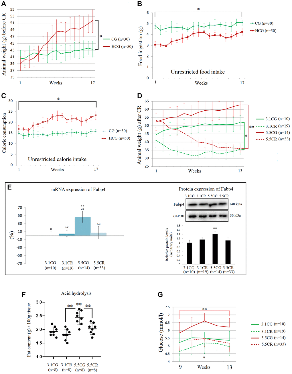 Physiological changes during and after the development of the experimental animal model. The graphics are representations of 1 of the 3 cohorts of animals. Average body weights of the animal groups before CR (A). Average food ingestion of the animal groups before CR, expressed in grams (B). Average caloric intake of the animal groups before CR (C). Animal weights during the CR period, expressed in grams (D). The mRNA and protein levels of Fabp4 were used to predict INTM and IM fat infiltration (E). Fabp4 analyzed by qPCR (mRNA), expressed as %; the 3.1CG value was set to 0, and the compared samples were normalized to this level. Positive % values represent upregulation. Negative values represent downregulation. The protein expression of Fabp4 was obtained by Western blot analysis and quantified with Image Lab 6.1 software. The values were normalized to GAPDH expression; the 3.1CG expression was set to 1.0. Total fat content in the WHT, as determined by acid hydrolysis (F). The values are expressed in g/100 g of tissue. Comparison of the blood glucose levels of mice during weeks 9 to 13 of dietary restriction (G). The data are the mean ± SD. *P **P 