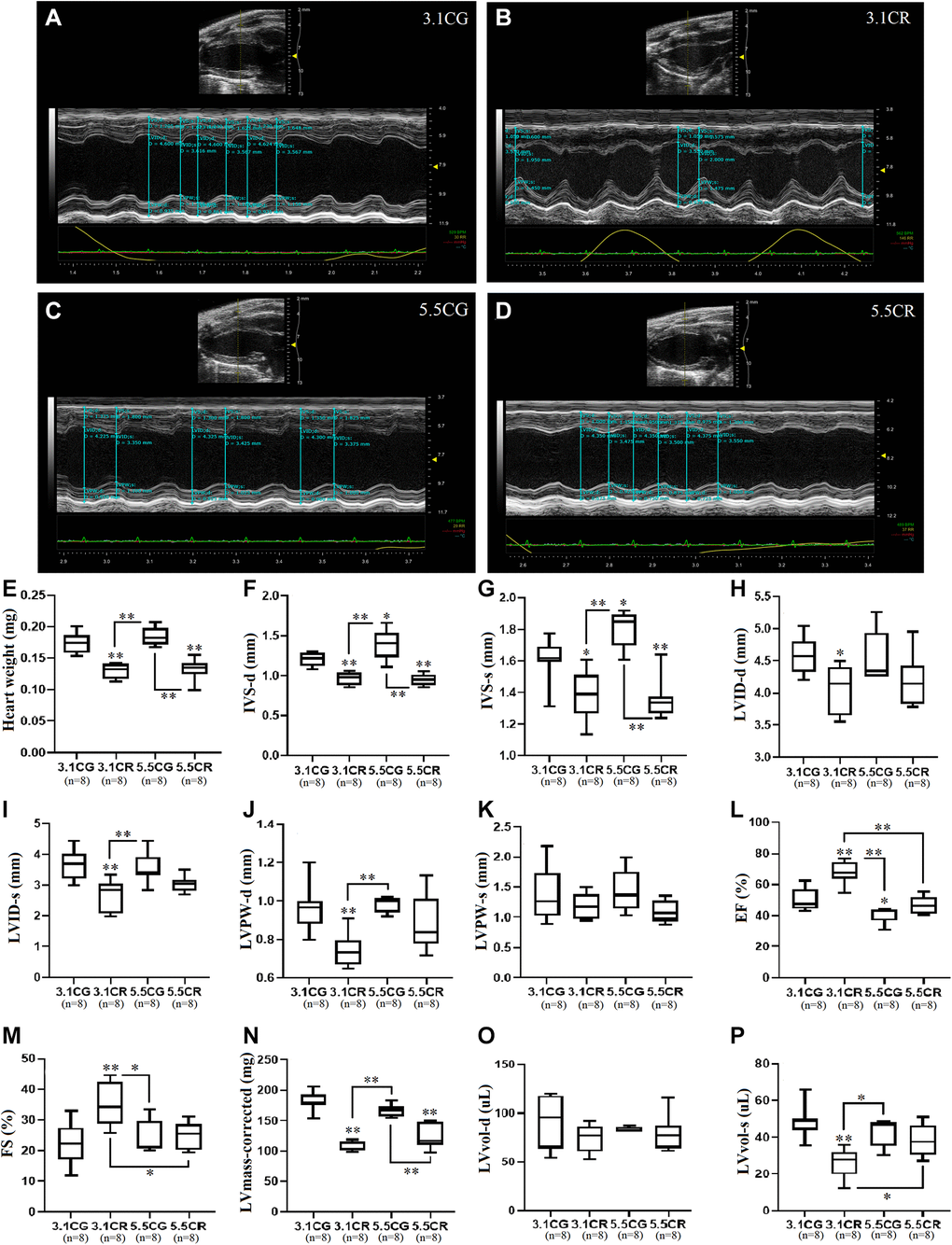 Transthoracic echocardiographic measurement. Representative M-mode echocardiographic images and measurements acquired with the FUJIFILM VEVO 3100 imaging system. Images were acquired in the LV PLAX view for the 3.1CG (A), 3.1CR (B), 5.5CG (C), and 5.5CR (D) groups. Vevo LAB 3.1.0 image analysis software was used to automatically calculate the weight of the hearts of mice, expressed in mg (E); IVS-d, expressed in mm (F); IVS-s, expressed in mm (G); LVID-d, expressed in mm (H); LVID-s, expressed in mm (I); LVPW-d, expressed in mm (J); LVPW-s, expressed in mm (K); EF, expressed in % (L); FS, expressed in % (M); corrected LV mass, expressed in mg (N); LVvol-d, expressed in μl (O); and LVvol-s, expressed in μl (P). The data are the mean ± SD. *P **P 