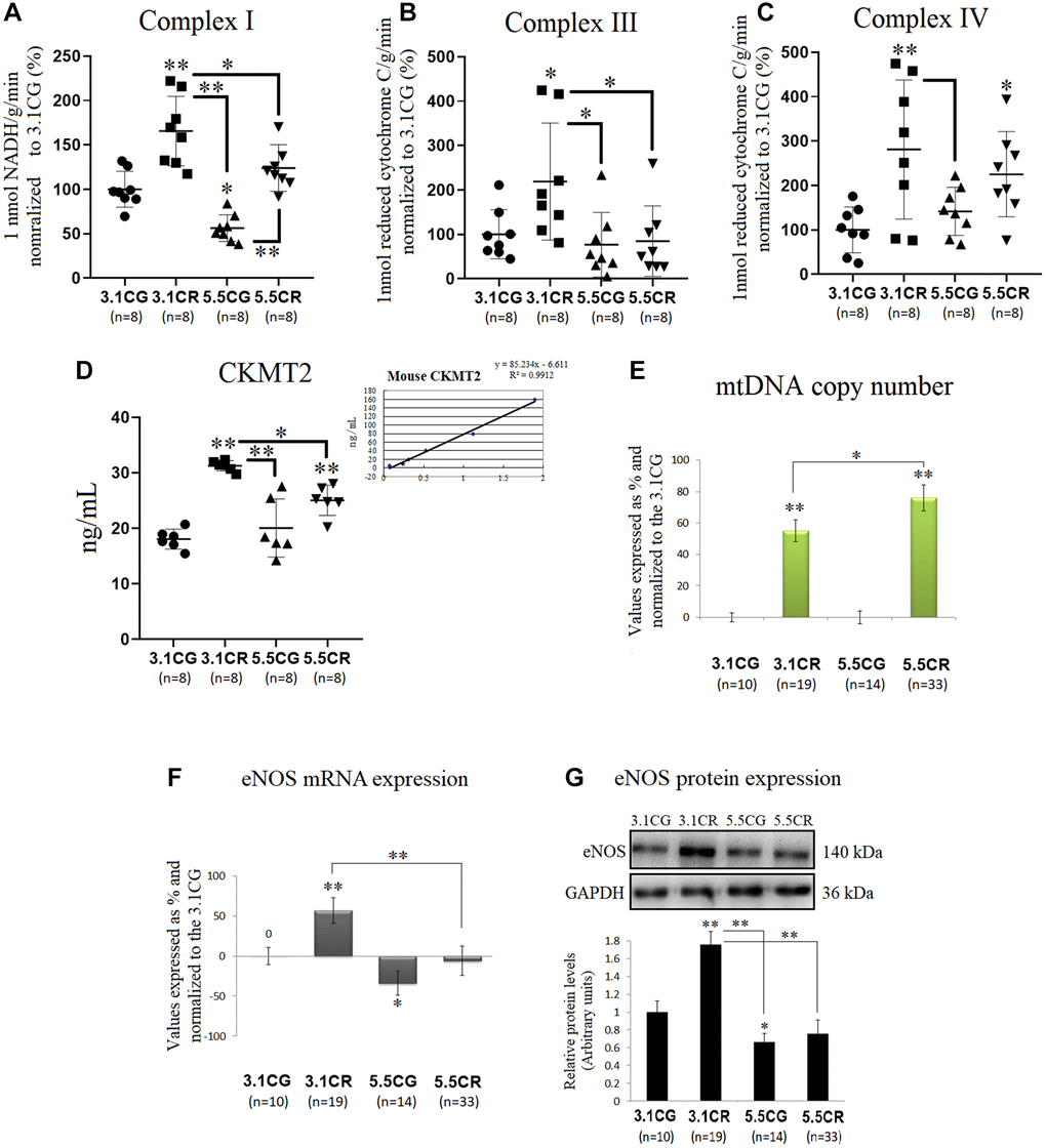 Mitochondrial energetics, mtDNA copy numbers and eNOS expression. OXPHOS activity in the WHT of mice was spectrophotometrically assessed through analysis of the activity of individual OXPHOS complexes I (A), II (B), and IV (C). Complex enzymatic activity was determined according to the consumption of 1 nmol of NADH (complex I) or reduced cytochrome C (complex III, IV) in 1 g of tissue/min in the reaction system. For each value expressed as %, the 3.1CG value was set to 100, and the compared samples were normalized to this level. The enzymatic activity of CKMT2 in WHT was analyzed with a Mouse CKMT2 ELISA Kit (D). The values were spectrophotometrically obtained and converted to ng/ml by normalization to standard values (D, lower-right graph). MtDNA copy numbers (E) were analyzed with a Detroit-Mouse-mt-DNA analysis kit. For each group, the value is expressed as a percentage (%); the 3.1CG value was set to 0, and the rest of the groups were normalized to this level for comparison. For eNOS (F) and 18S rRNA (reference gene) expression, each primer was analyzed with SYBR Green fluorescence detection, and the transcript levels of eNOS were normalized to those of the endogenous control 18S rRNA. (G) eNOS immunoblot results and relative protein values were obtained by Western blot analysis and quantified with Image Lab 6.1 software. The values were normalized to GAPDH expression; the 3.1CG expression was set as 1.0. The data are the mean ± SD. *P **P 