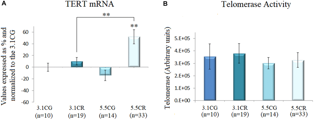 Telomerase activity. TERT mRNA expression (A). cDNA was obtained from WHT with a Takara RR047Q kit. qPCR was performed with 100 ng of target DNA. Significant differences in gene expression between groups are expressed as percentage (%) values. For each gene expressed as %, the 3.1CG value was set to 0, and the values in the compared samples were normalized to this level. Positive % values represent upregulation. Negative values represent downregulation. Each marker was analyzed with SYBR Green fluorescence detection, and the transcript levels of the markers were normalized to those of the endogenous control 18S rRNA. Telomerase activity (B) was assayed with a TRAPeze RT Telomerase Detection Kit (Millipore) for fluorometric detection and real-time quantification. The telomerase values are arbitrary units relative to TSR8 amplification, as specified in the manufacturer’s manual. The data are the mean ± SD. *P **P 