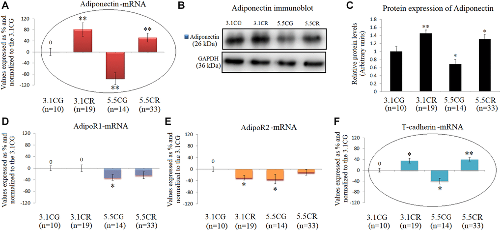 Expression of Adiponectin and Adiponectin receptors. mRNA levels of Adiponectin in WHT (A). Immunoblot results (B) and protein expression of Adiponectin (C). mRNA expression of the Adiponectin receptors AdipoR1 (D), AdipoR2 (E) and T-cadherin (F). The transcripts were analyzed by qPCR. Significant differences between groups are expressed as % values. For each gene expressed as %, the 3.1CG value was set to 0, and the values of the compared samples were normalized to this level. Positive values represent upregulation. Negative values represent downregulation. Each marker was analyzed with SYBR Green fluorescence detection, and the transcript levels of the target genes were normalized to those of the endogenous control 18S rRNA. Adiponectin protein expression was obtained by Western blot analysis and quantified with Image Lab 6.1 software. The values were normalized to GAPDH expression; the 3.1CG expression was set to 1.0. The data are the mean ± SD. *P **P 