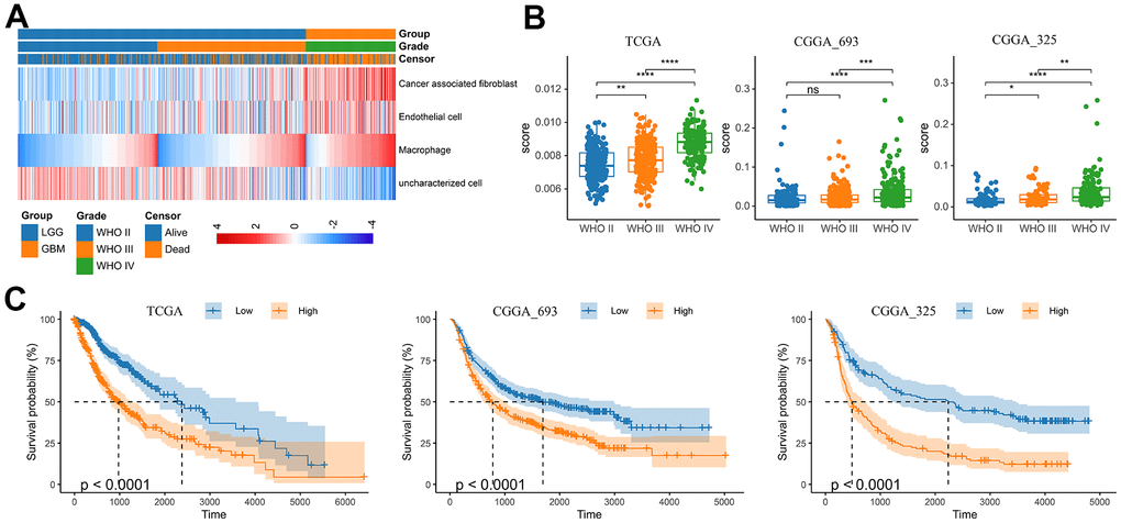 Analysis of tumor infiltrating macrophages (TAM) in glioma. (A) Heatmap was drawn to depict the TAM in glioma from the TCGA merged GBMLGG cohort. (B) TAMs were increased in GBM in the TCGA merged GBMLGG, CGGA mRNAseq-693 and CGGA mRNAseq-325 cohorts, respectively. (C) Kaplan-Meier overall survival curves displayed that increased TAM was related to the poor prognosis and lower survival rate of glioma. *, P