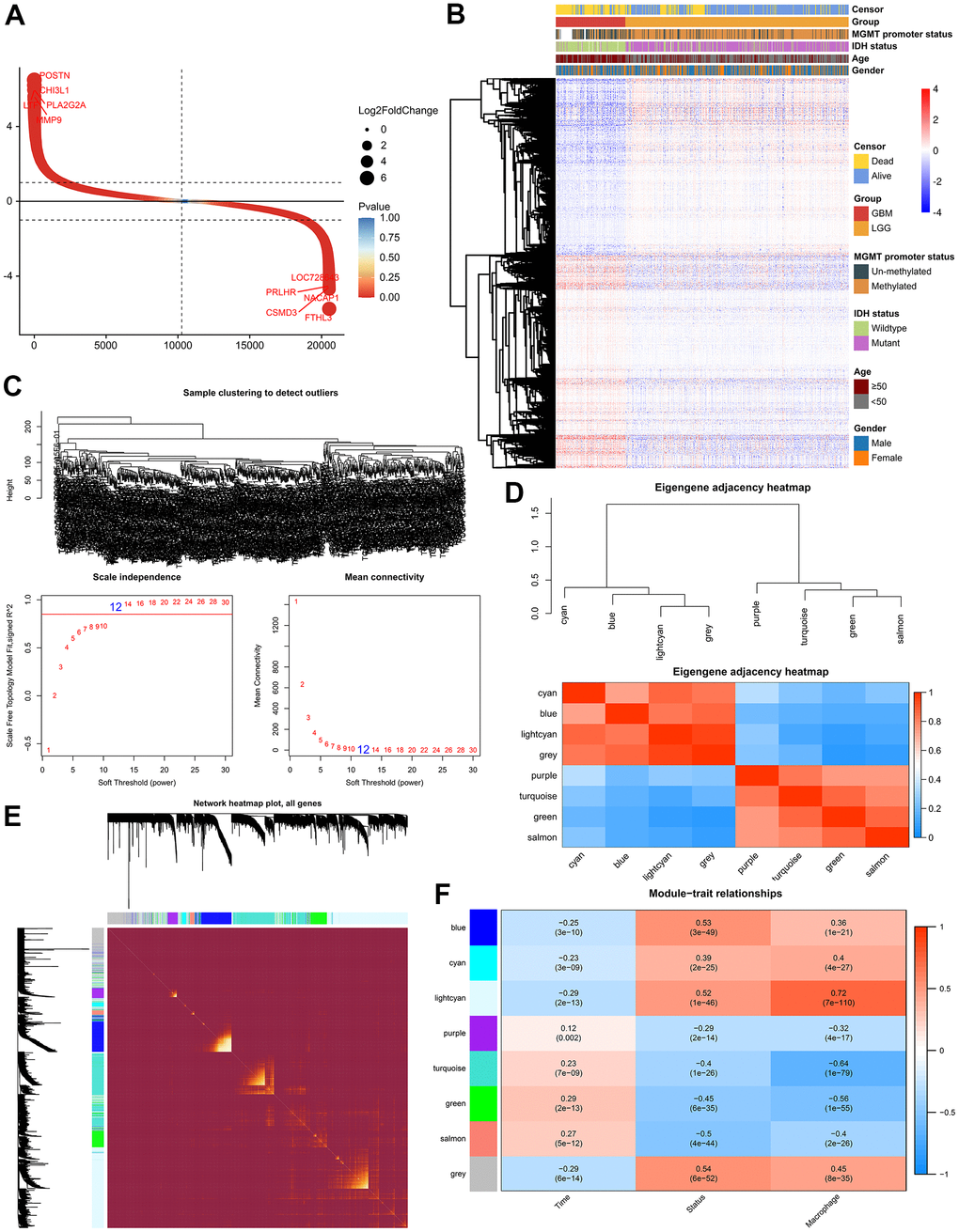 Weighted correlation network analysis. (A) Scatter plot showed 2116 up-regulated genes and 1752 down-regulated genes. (B) Cluster dendrogram demonstrating good separation between LGG and GBM. (C) Sample Dendrogram and soft-thresholding powers. (D) Clustering tree and adjacency heatmap of modules. (E) TOM diagram of the relationship between gene clusters and modules in each module of WGCNA. (F) Module-trait relationships indicated the light-cyan module was most related to the level of TAM in glioma.