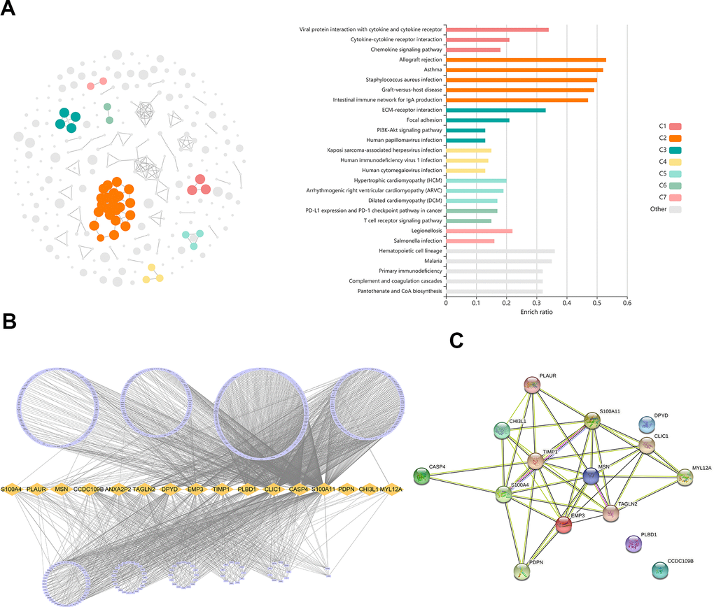 Identification of differentially expressed genes (DEGs) related to TAM. (A) GO analysis showed the DEGs were significantly enriched in Immunology signaling pathways. (B) 16 hub genes were identified in the light-cyan module. (C) The function and interaction of hub genes.