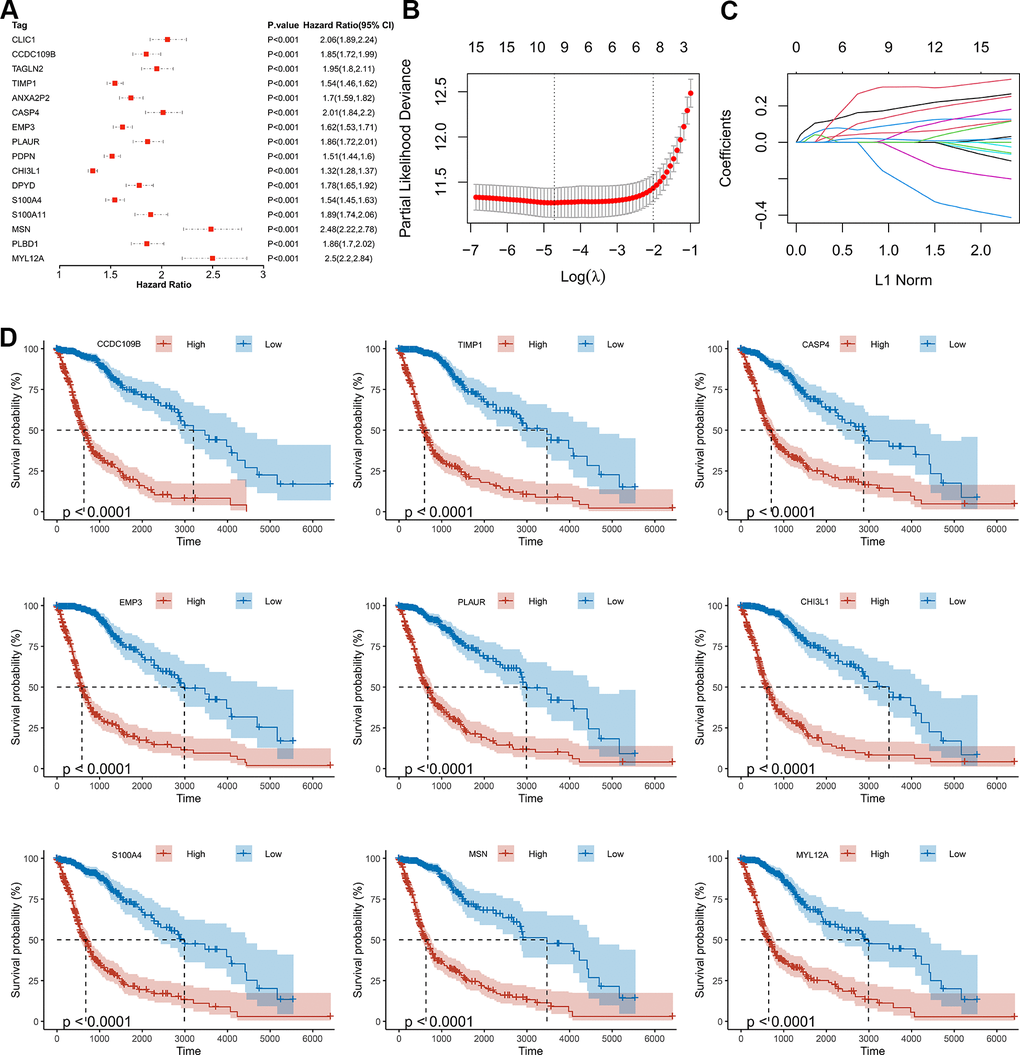 Screening of the prognostic genes in the TCGA dataset. (A) Univariate Cox regression analysis of 16 hub genes in the TCGA dataset. (B) Partial likelihood deviance of different numbers of variables revealed by the LASSO regression model. (C) LASSO coefficient profiles of the selected hub genes. (D) Kaplan-Meier curves displayed highly expressed genes screened out by LASSO were significantly related to poor prognosis in the TCGA dataset.