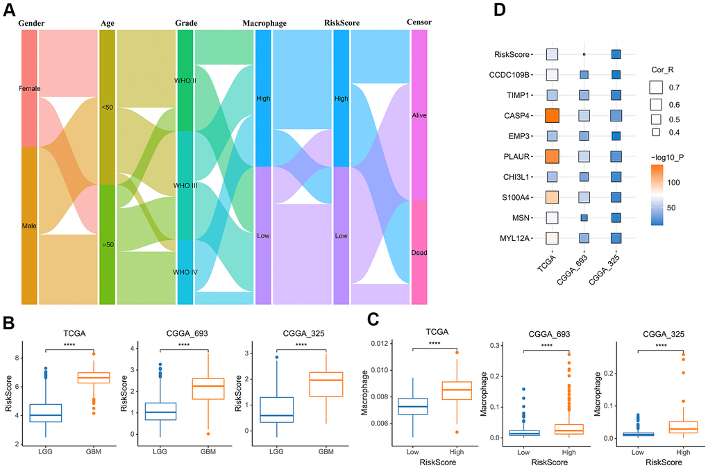 The relationship between risk score and TAM. (A) Sankey Diagram displayed the distribution of the survival status, age, WHO grade, risk score and TAM of glioma patients in the merged GBMLGG cohort. (B) Boxplot showed the risk scores of GBM were higher than those of LGG in the cohort of TCGA merged GBMLGG, CGGA mRNAseq-693 and CGGA mRNAseq-325, respectively. (C) Boxplot showed the TAM of high-risk group was higher than that of low-risk group in the cohort of TCGA merged GBMLGG, CGGA mRNAseq-693 and CGGA mRNAseq-325, respectively. (D) Correlation analysis showed that the risk score and nine prognostic genes were significantly related to TAM in the cohort of TCGA merged GBMLGG, CGGA mRNAseq-693 and CGGA mRNAseq-325, respectively. *, P