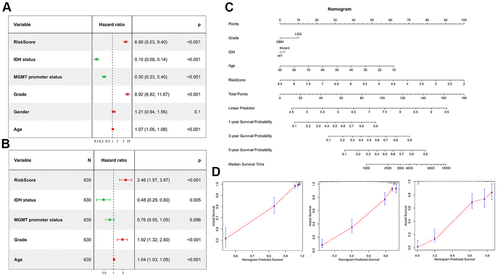 Risk score is an independent prognostic factor. (A) Univariate Cox regression analyses showed the clinical features such as the risk score, age, MGMT promoter status, WHO grade and IDH status were significantly correlated with prognosis. (B) Multivariate Cox analysis showed the risk score remained associated with the prognosis. (C) Nomogram was used to predict prognosis in patients at 1-, 3-, and 5-years in the CGGA dataset. (D) Calibration curve for the nomogram predicting 1-, 3-, and 5-years overall survival.