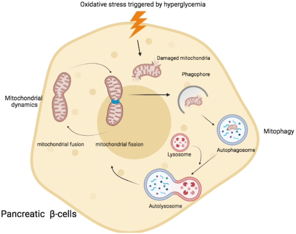 Schematic representation of mitochondrial fusion and fission process and mitophagy in pancreatic β cells. Under the condition of hyperglycaemia, oxidative stress triggered the damaged mitochondria. Mitophagy was activated to remove damaged mitochondria by encapsulation of autophagosome. Afterwards, autophagosome fused with lysosome and formed autolysosome to degrade the damaged mitochondria via acidic lysosomal hydrolase.