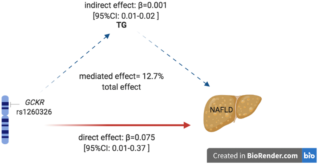 Mediation of TG on the association between rs1260326 and NAFLD. Zero was not included in 95% confidence intervals representing statistical significance. TG, triglyceride; NAFLD, non-alcoholic fatty liver disease.