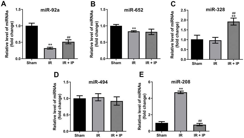 Effect of IP on miRNAs expression in myocardial tissues. (A–E) RT-qPCR was performed to detect the expression of miR-92a, miR-652, miR-328, miR-494 and miR-208 in nonculprit myocardial tissues. **P##P