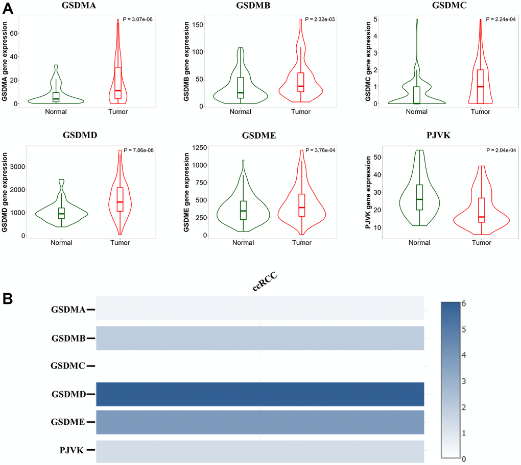 Analysis of the GSDM family expression levels in ccRCC tissues. (A) The mRNA expression levels of different GSDM family members in ccRCC and normal samples (TNMplot). (B) The relative expression of the GSDM family in ccRCC.