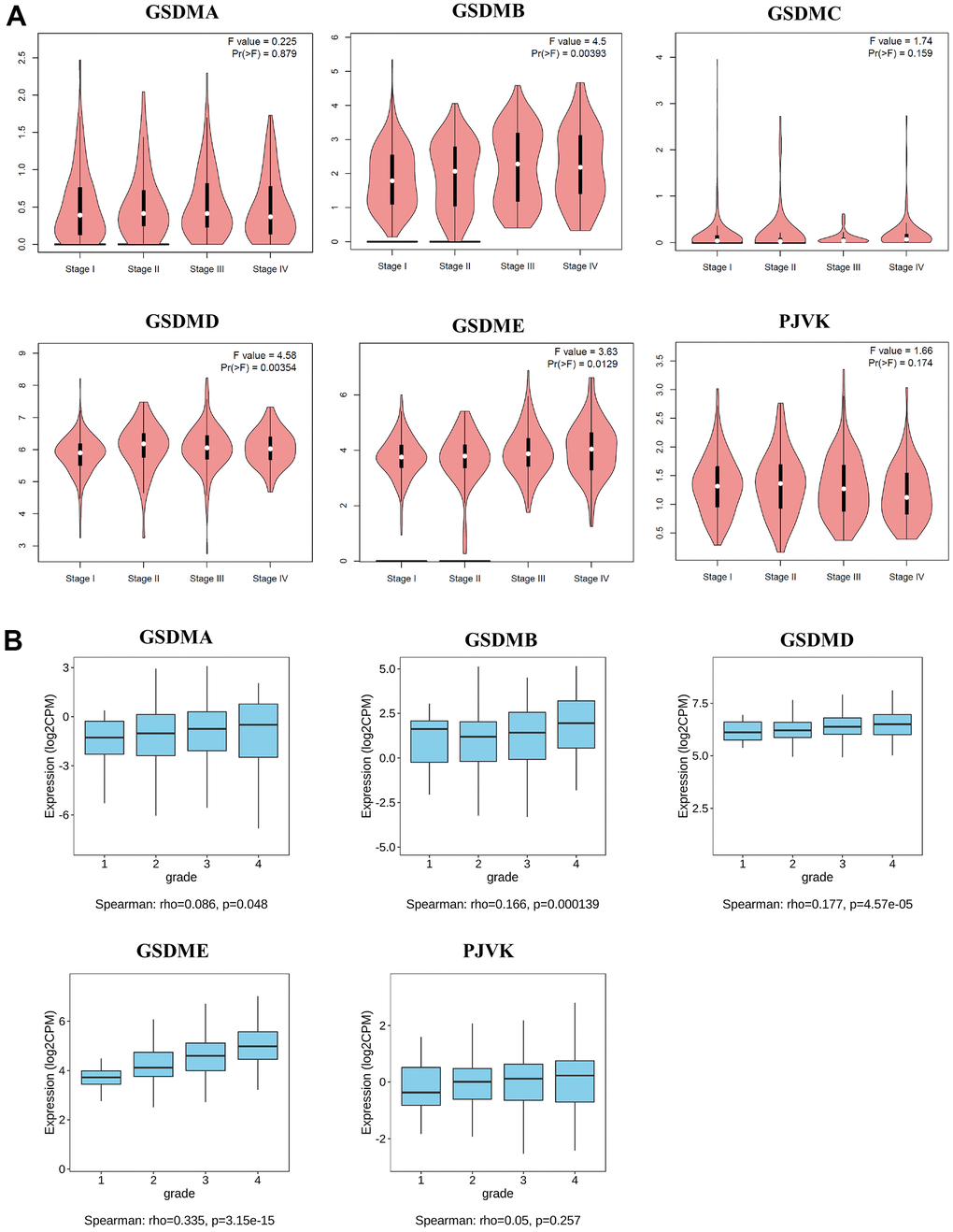 Relationships between mRNA expression of GSDM family and clinicopathological features of ccRCC. (A) The relationship between mRNA expression and pathological stage of ccRCC patients with different members of the GSDM family (GEPIA2). (B) The relationship between mRNA expression and tumor grade of ccRCC patients with different members of the GSDM family (TISIDB). * p 