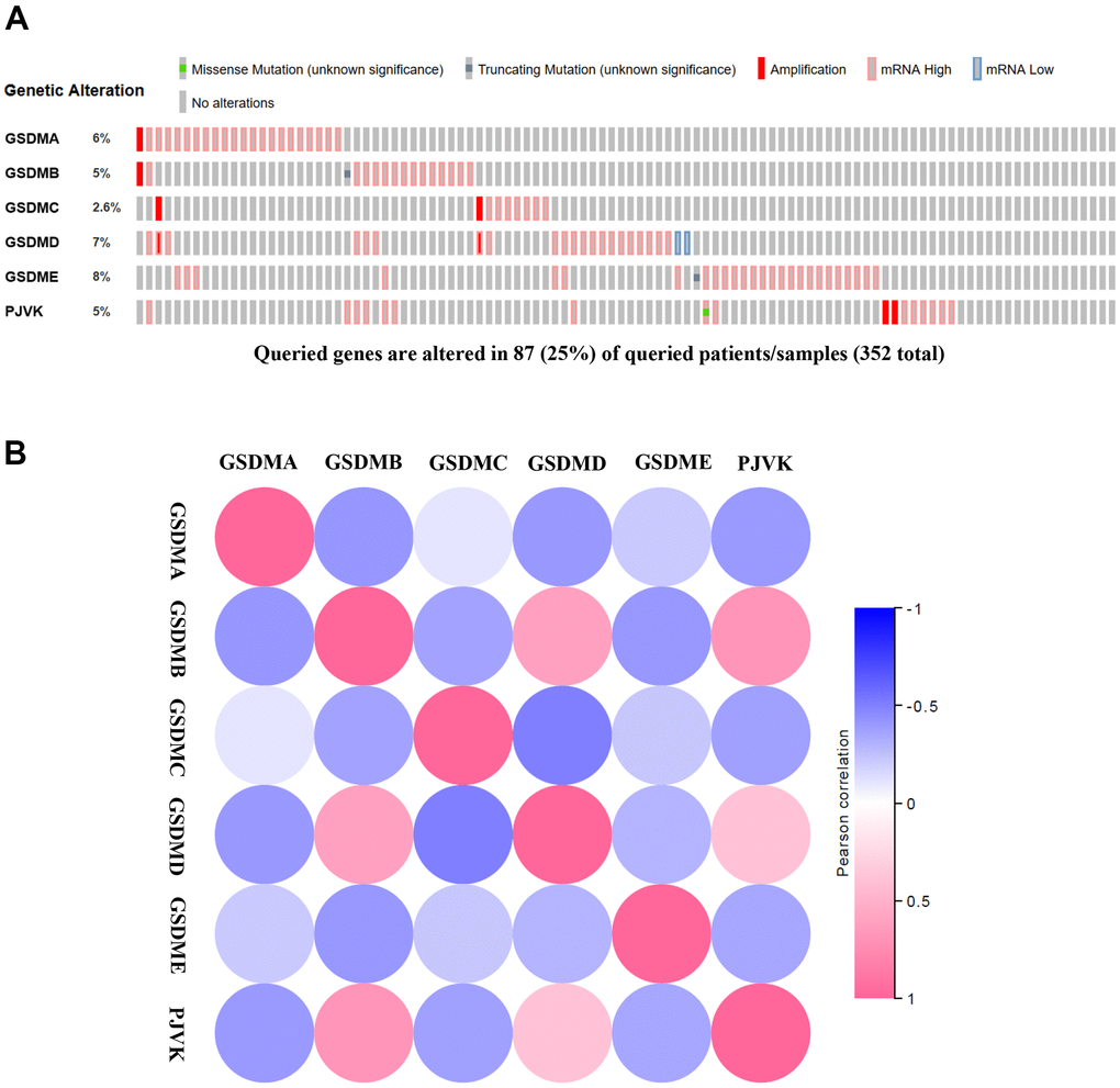 Genetic alternatives and correlation analysis of the GSDM family in ccRCC. (A) Summary of the alteration rates in each GSDM family member in ccRCC. (B) Correlation between different GSDM families in ccRCC (GEPIA).