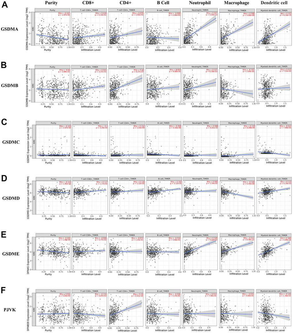 The correlations between differentially expressed GSDM family and immune cell infiltration. (A–F) The effect of GSDMA-E and PJVK on the immune cell infiltration was analyzed by TIMER2.0.