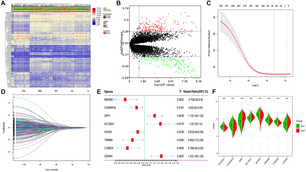 Differential expression and LASSO-Cox regression results of DEGs. (A, B) Heatmap plot and volcano plot represents the expression of 306 DEGs between samples from alive and deceased patients based on 3-year survival data, satisfying the criteria of adjusted p-value 0.26. (C, D) 26 genes considered the more correlated with prognosis were identified by LASSO regression method. (E) Coefficients of eight genes estimated by multivariate Cox regression. (F) Expression profiles of eight hub genes between samples from alive and deceased patients with 3-year survival data.