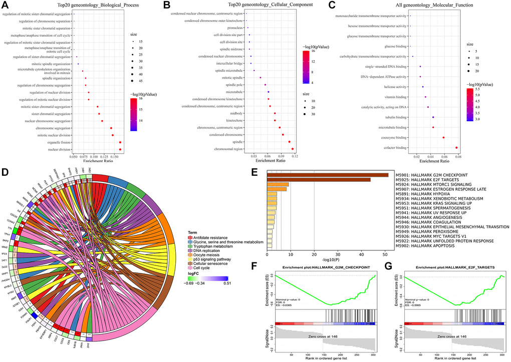 Enrichment analyses of DEGs. (A) Biological process. (B) Cellular component. (C) Molecular function. (D) KEGG pathway analysis. (E–G) GSEA analysis using hallmark gene sets from MSigDB.