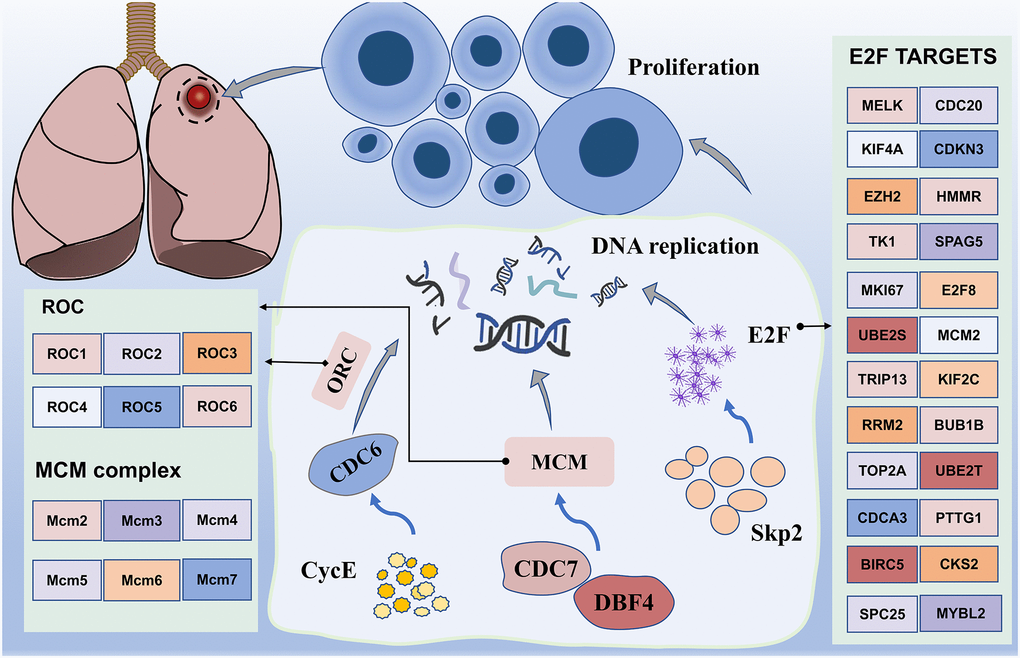 Working model of major enrichment pathways in lung cancer. Proteins activated by CDC7, DBF4, CYCE, MCM, and CDC6 promote DNA replication, in addition to promoting cell amplification, particularly transcription factor E2F, which is regulated by numerous genes. In addition, upregulation of the transcription activity of E2F promotes Skp2 regulation of the PI3K/AKT pathway, thereby potentially promoting the occurrence of lung cancer.