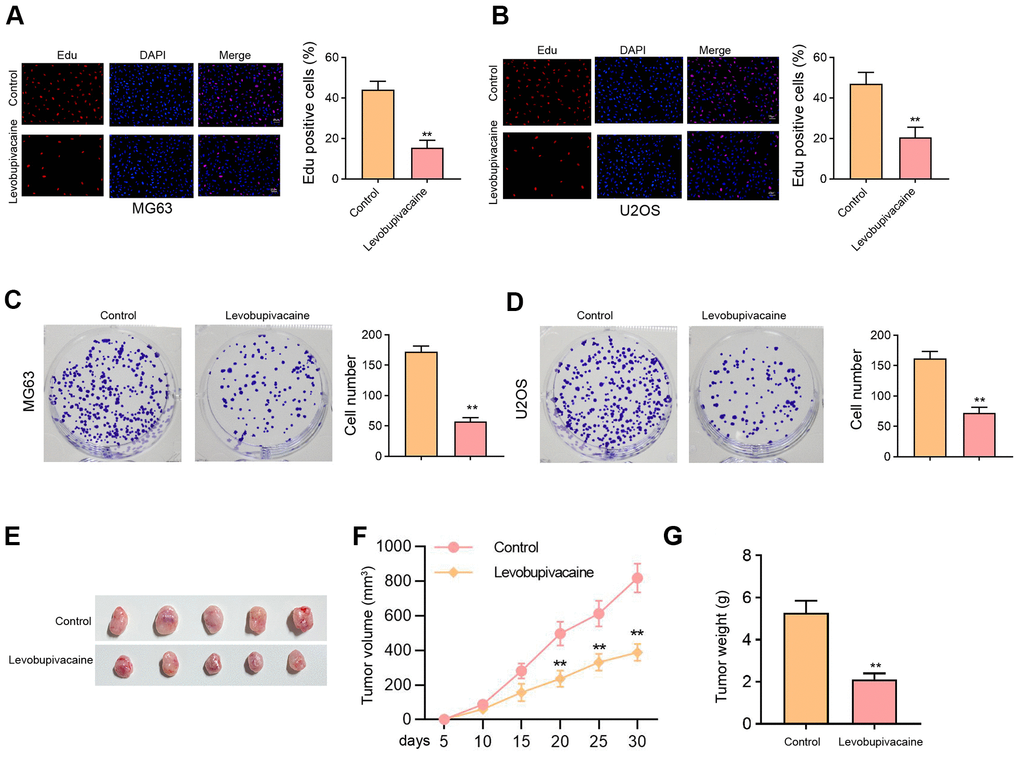 Levobupivacaine inhibits osteosarcoma cell proliferation in vitro and in vivo. (A–D) MG63 and U2OS cells were treated with levobupivacaine (2 mM). (A, B) Cell proliferation was detected by Edu assays. (C, D) Cell proliferation was measured by colony formation assays. (E–G) The nude mice (n = 5) were injected with MG63 cells and 40 μmol/kg levobupivacaine. The tumor xenograft was conducted in the mice. (E) The tumor images, (F) the tumor volume, (G) and the tumor weight were shown. mean ± SD, ** P 